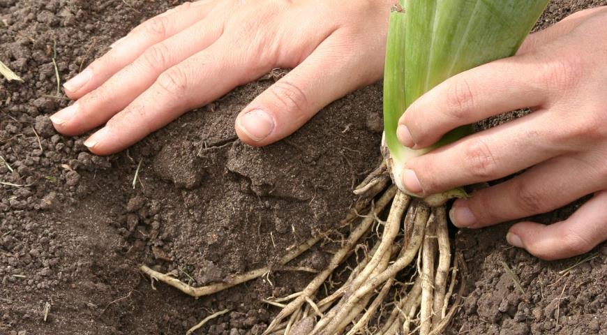 Посадка ирисов на даче: секреты успешного выращивания