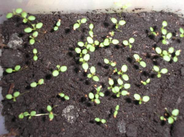 Как вырастить смородину из семян?