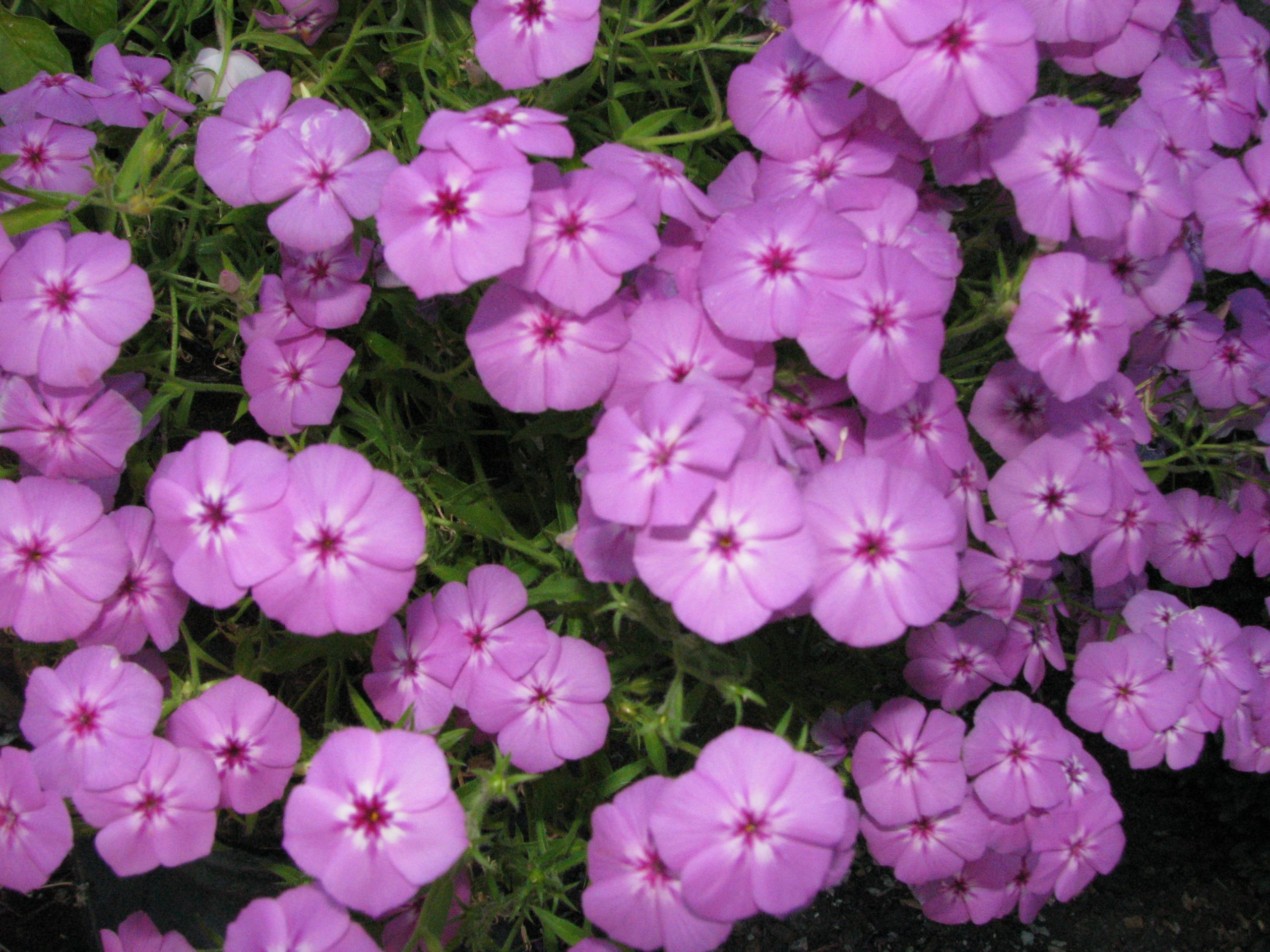 Выращивание и уход за флоксом друммонда