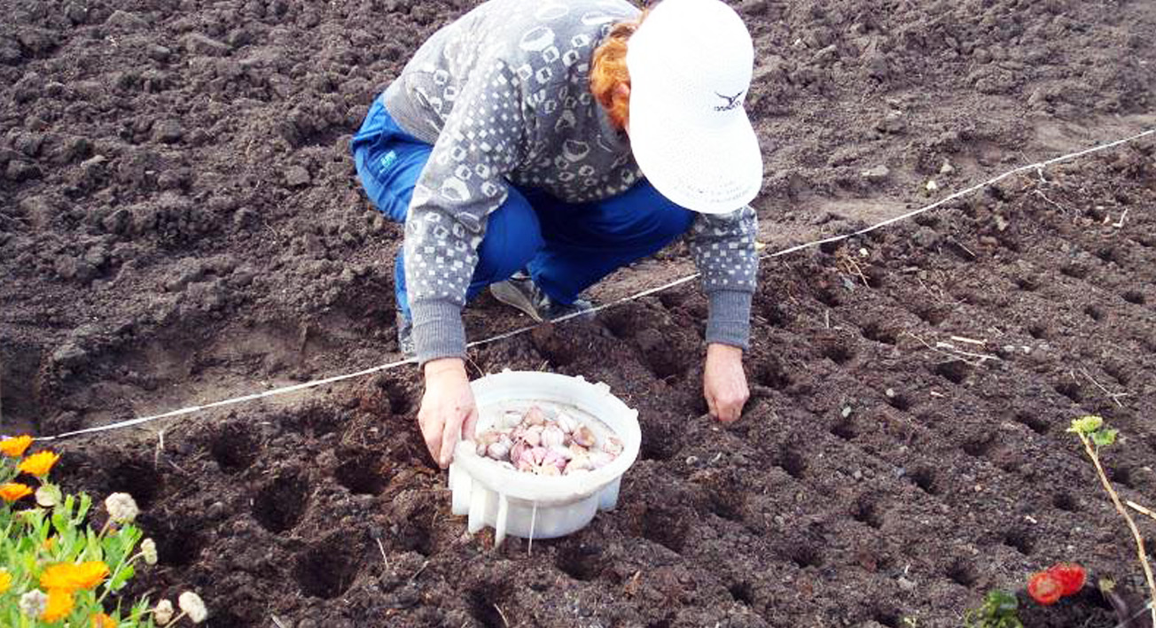 Уход за чесноком весной