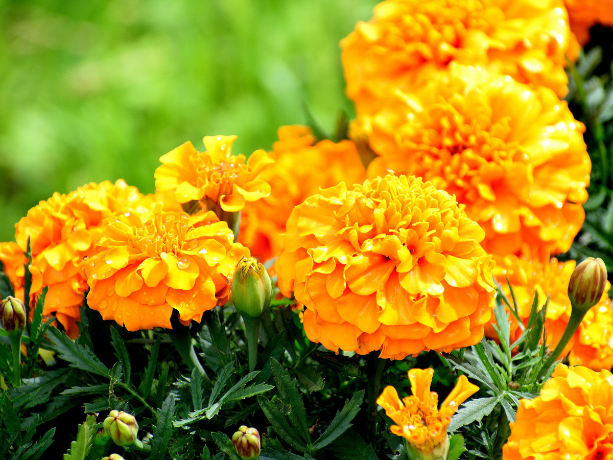 Солнцелюбивые однолетники на даче