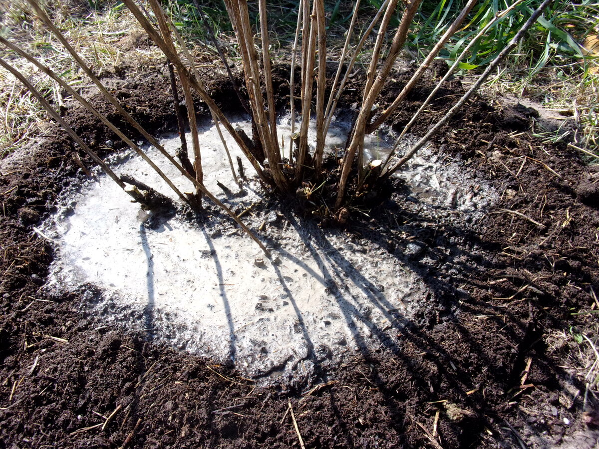 Подкормка черной смородины: как обеспечить роскошный урожай