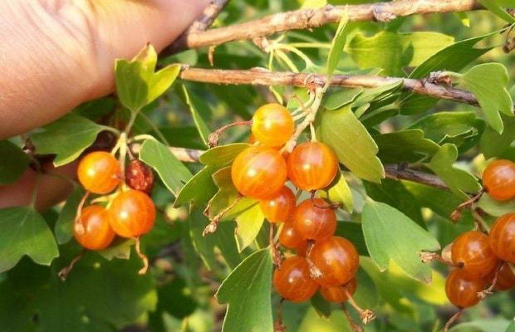 Смородина золотистая. Выращивание и уход