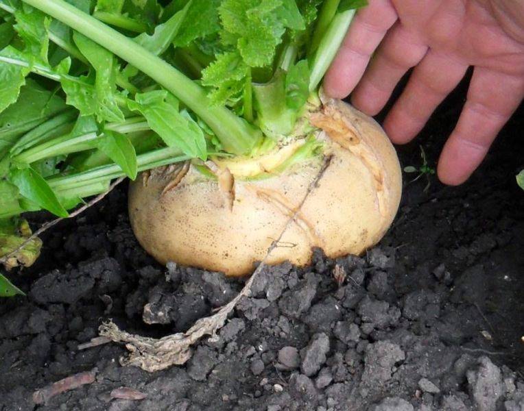 Посадка репы семенами: просто и эффективно