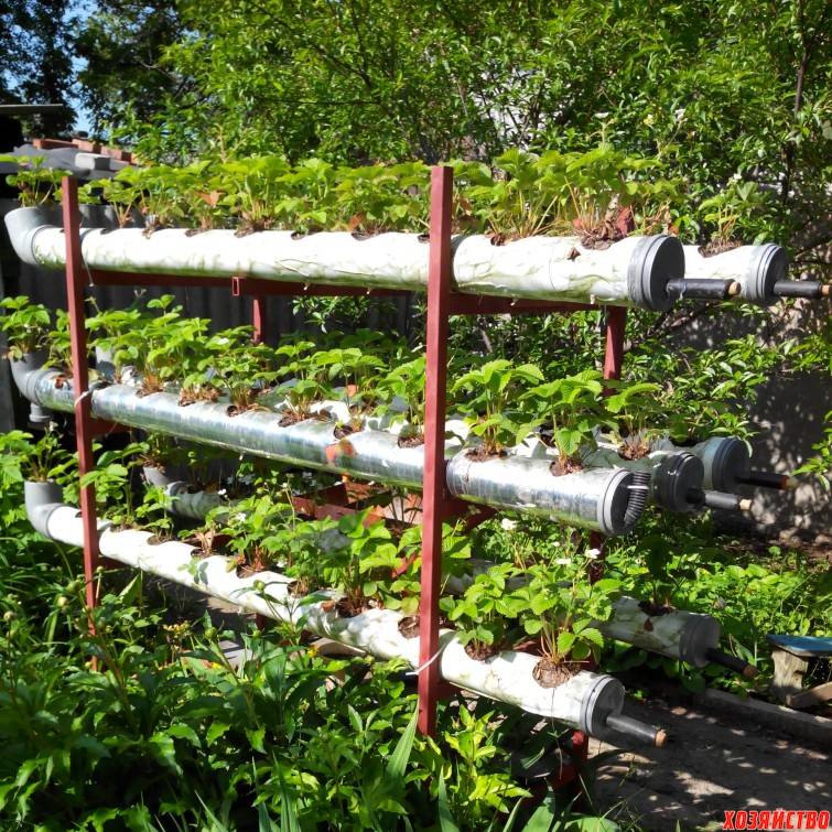 Выращивание клубники в трубах ПВХ