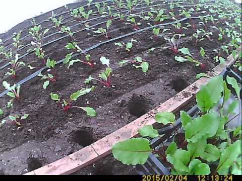 Как выращивать свеклу в теплице?