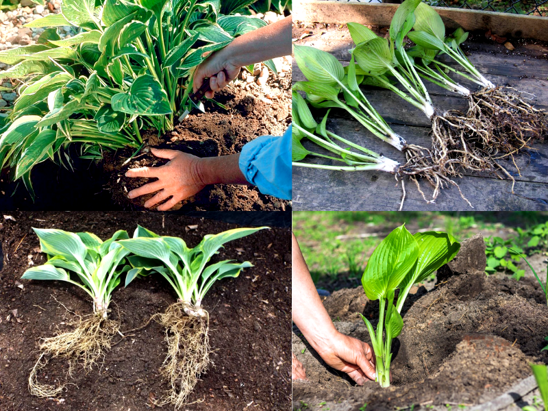 Посадка хосты: как создать красивый и ухоженный сад