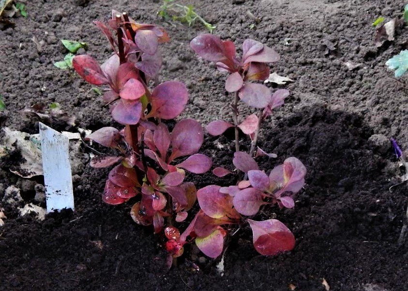 Посадка барбариса и уход за ним