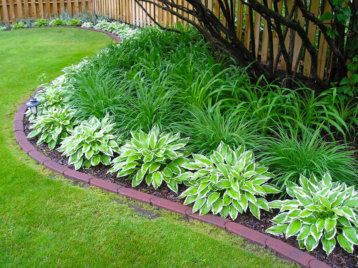 Выращивание и уход за хостой