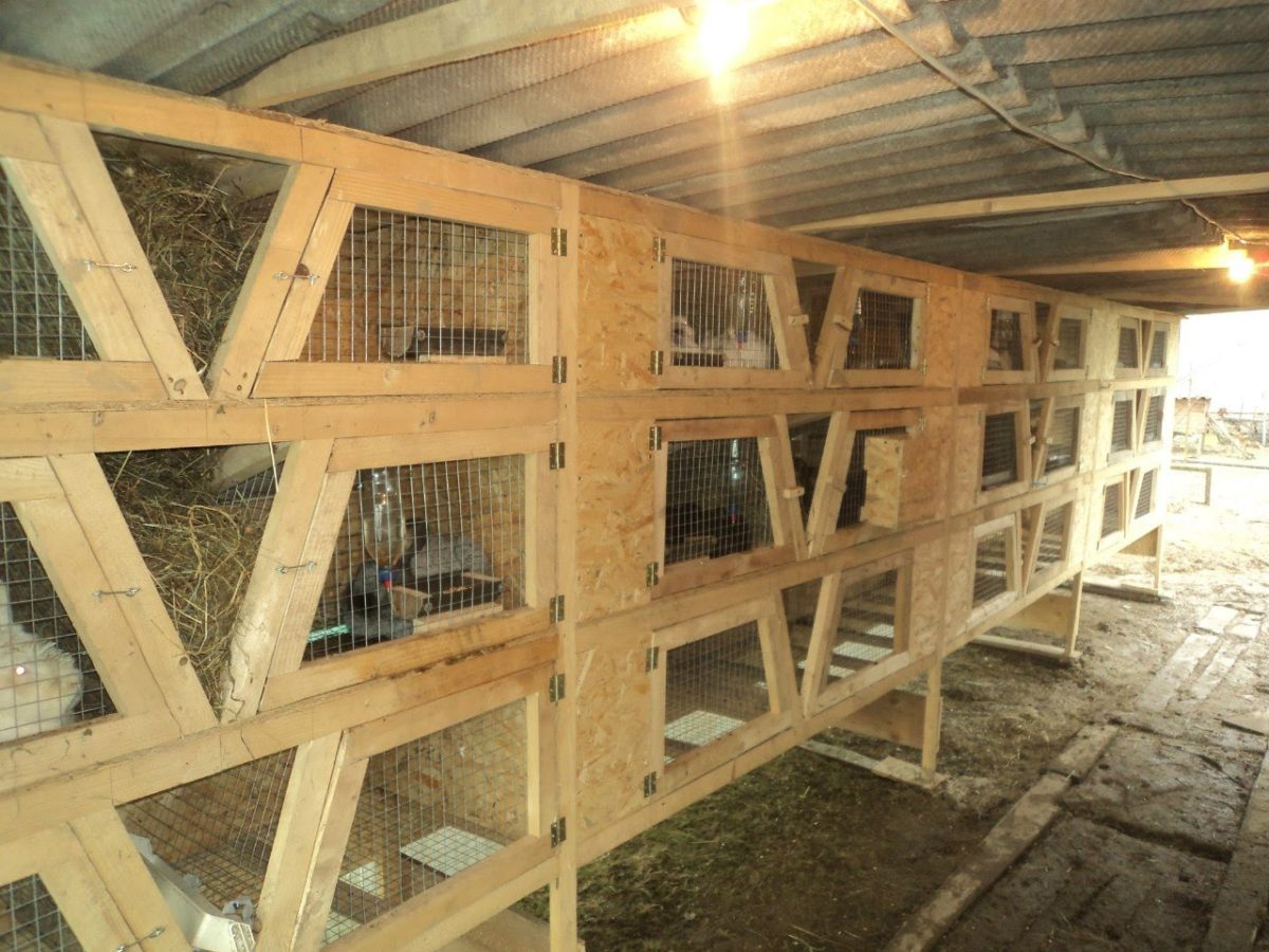 Как построить крольчатник: руководство для начинающих