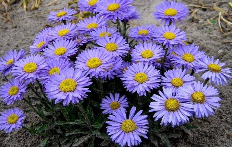 Выращивание альпийской астры семенами