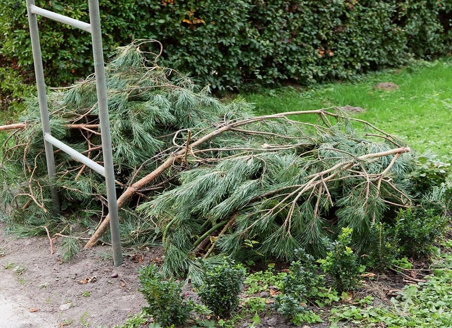 Как укрывать розы на зиму?