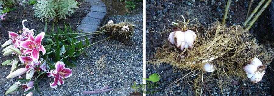 Посадка лилий весной: секреты и рекомендации