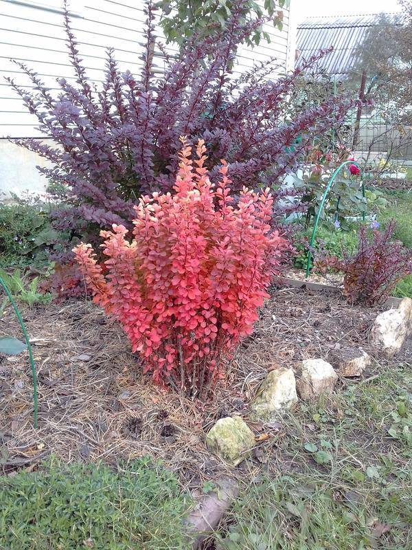 Советы по посадке барбариса: как вырастить красивый и здоровый куст