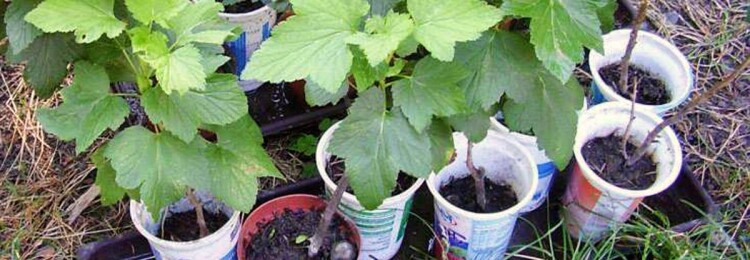 Как вырастить смородину из семян?