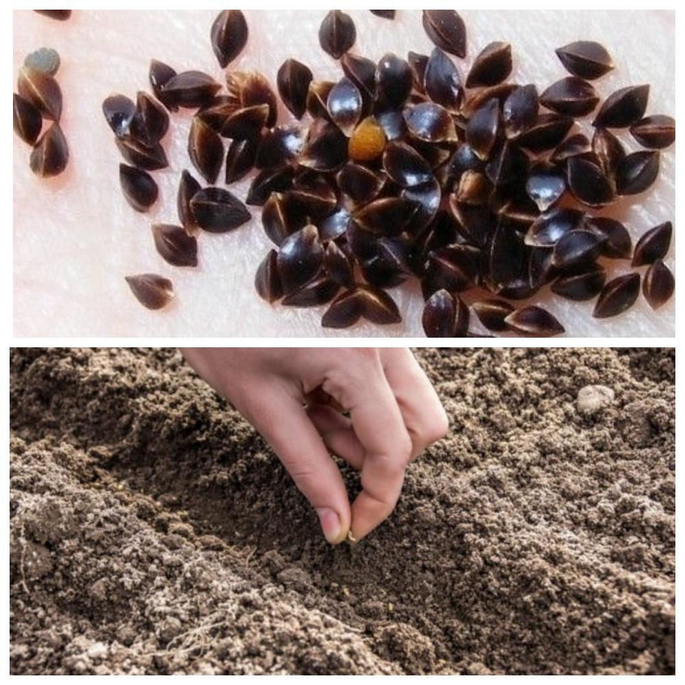 Посадка щавеля из семян