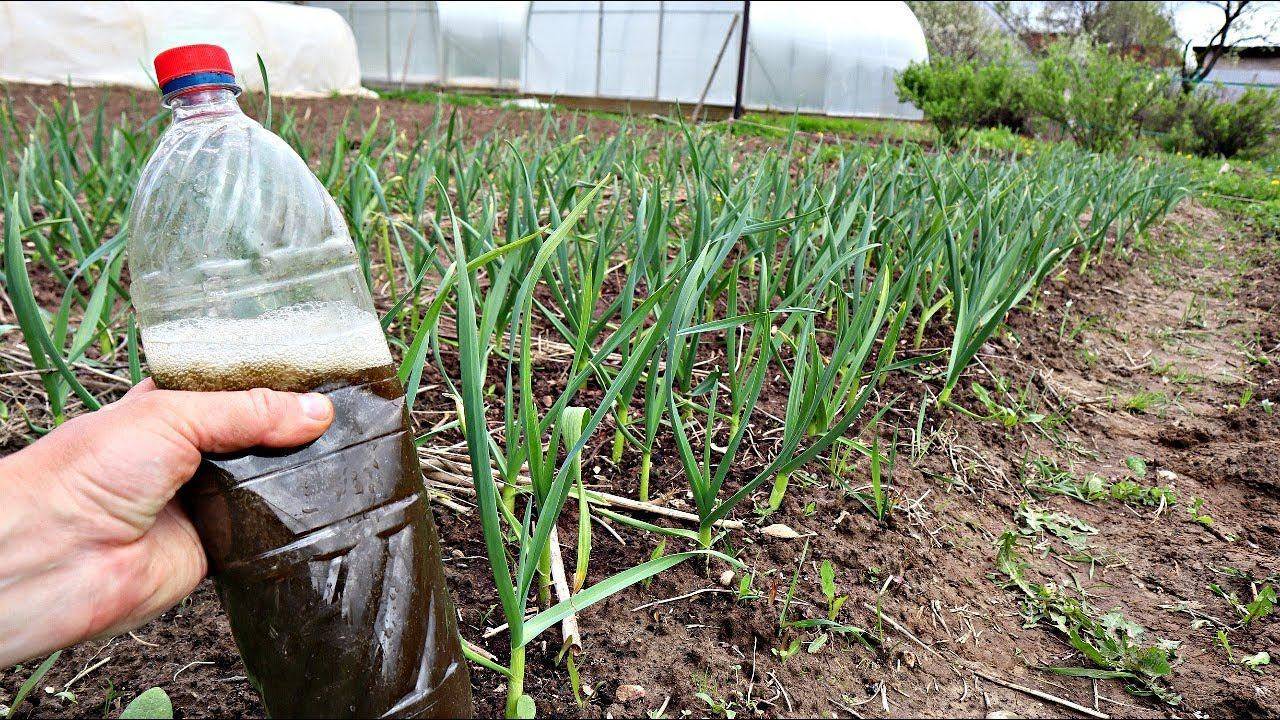 Подкормка чеснока весной: лучшие способы и рекомендации