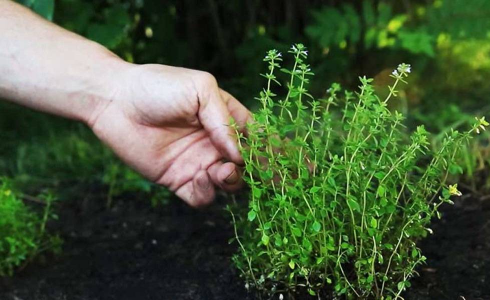 Посадка чабреца семенами: доступное и увлекательное занятие для любителей растений