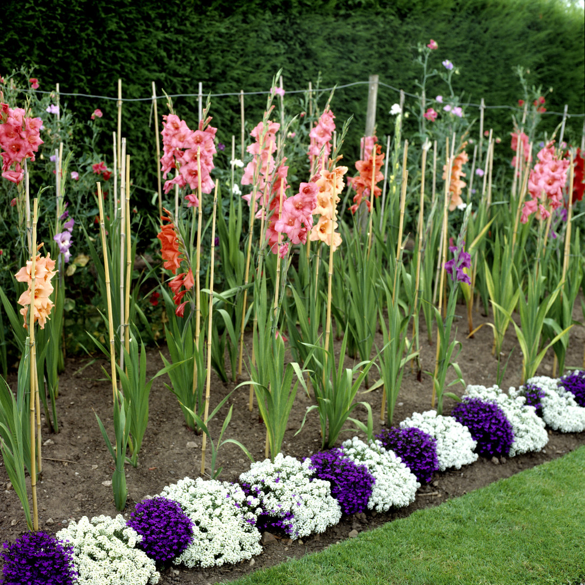 Гладиолусы в дизайне сада