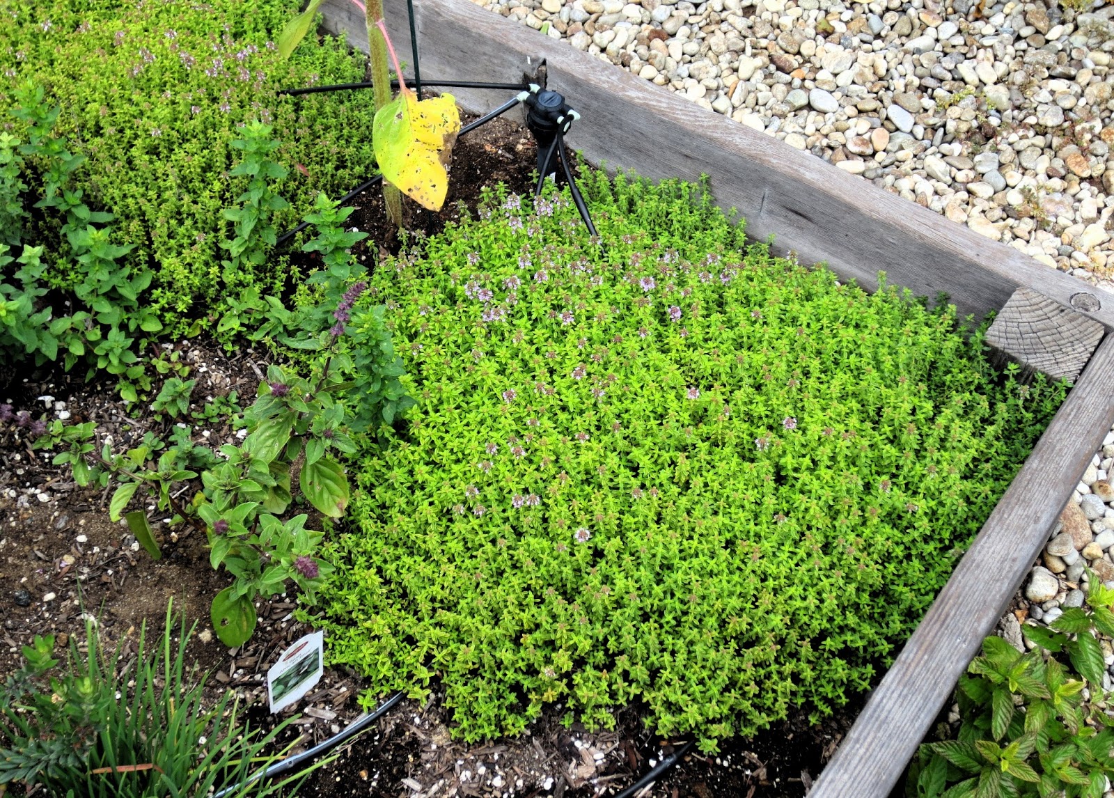 Посадка чабреца семенами: доступное и увлекательное занятие для любителей растений