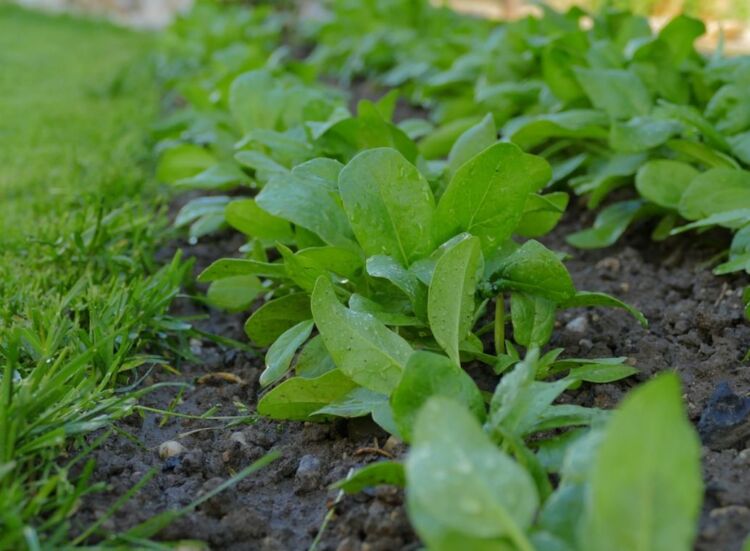 Выращивание и уход за щавелем