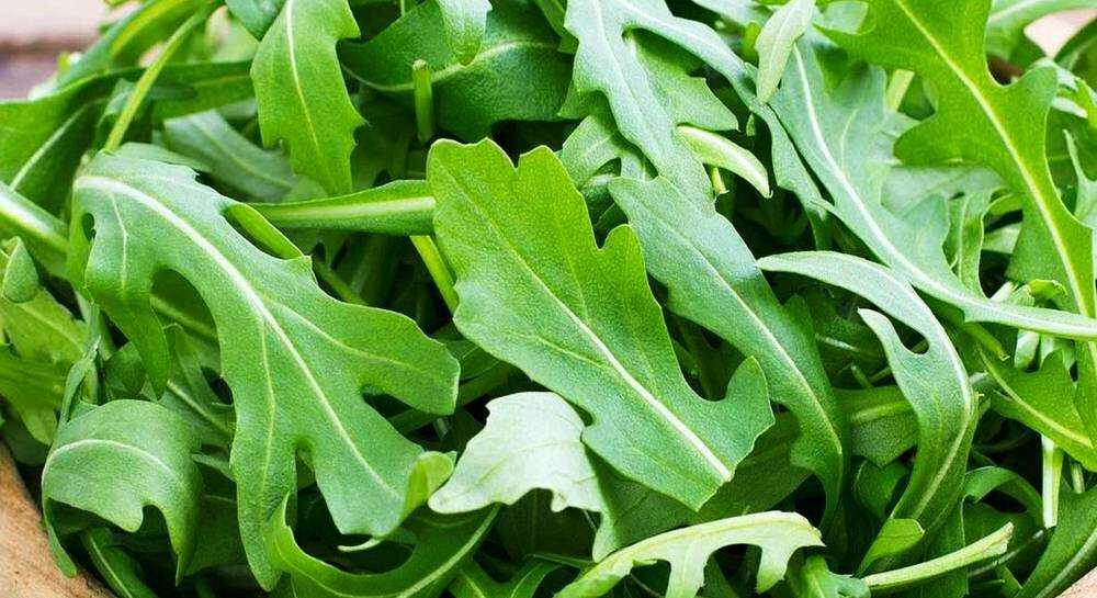 Руккола: выращивание и уход