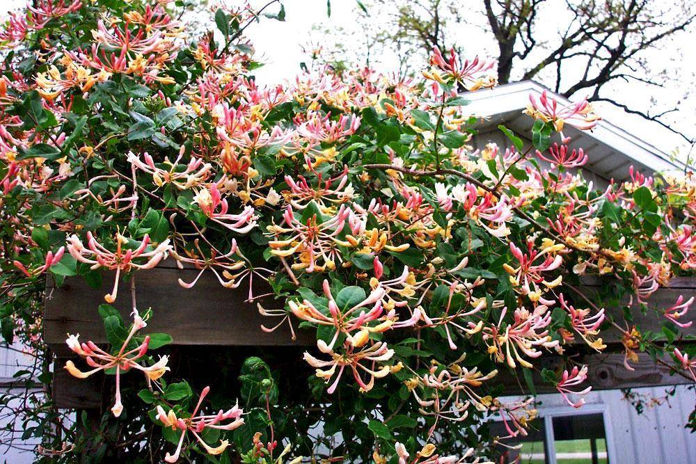 Как обрезать жимолость декоративную?