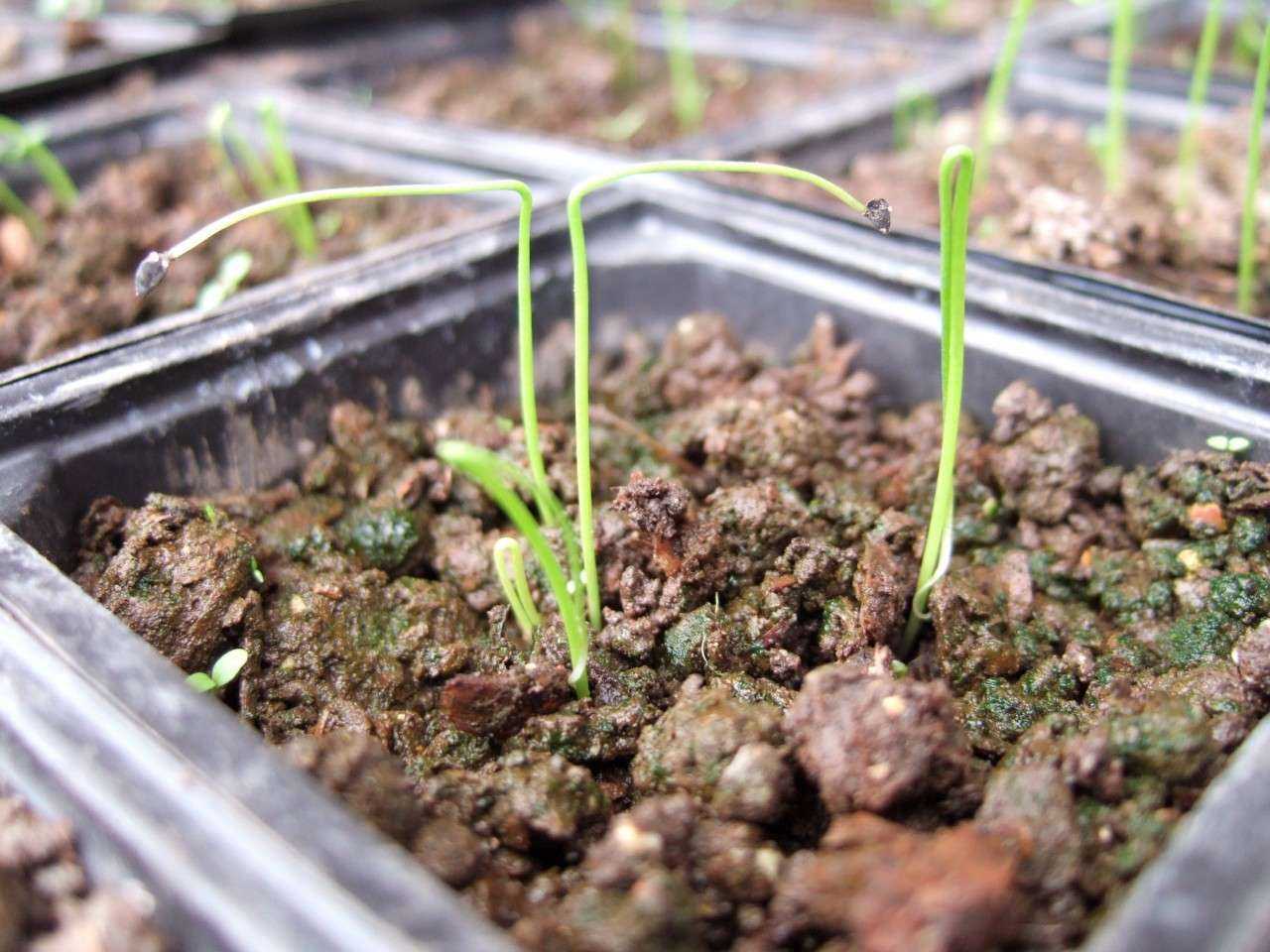 Выращивание черемши из семян