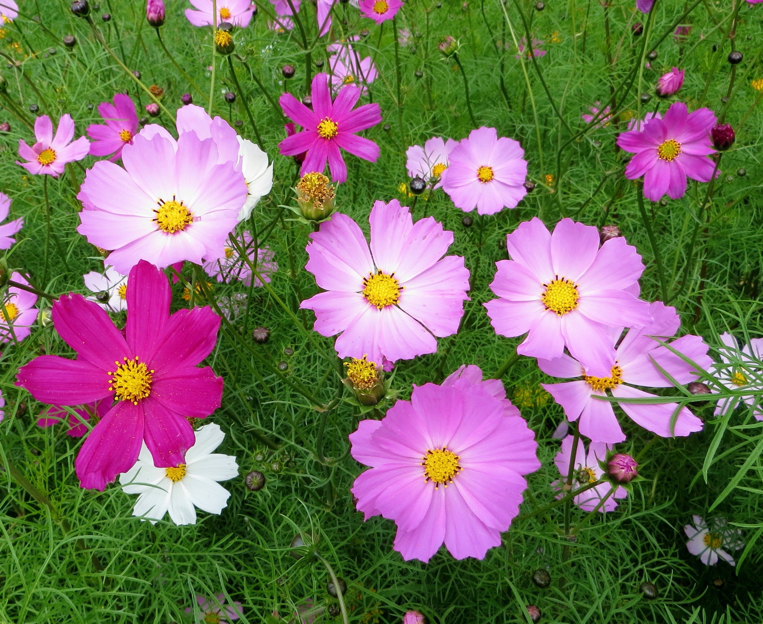 Какие однолетники посадить в саду?