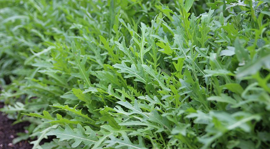 Посадка рукколы в открытый грунт