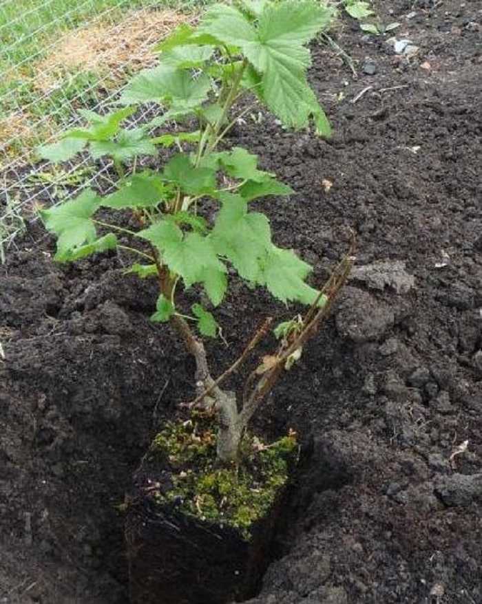 Правила высадки саженцев черной смородины