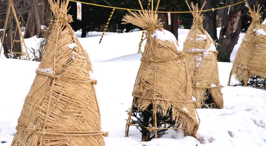 Как защитить деревья от холодов?