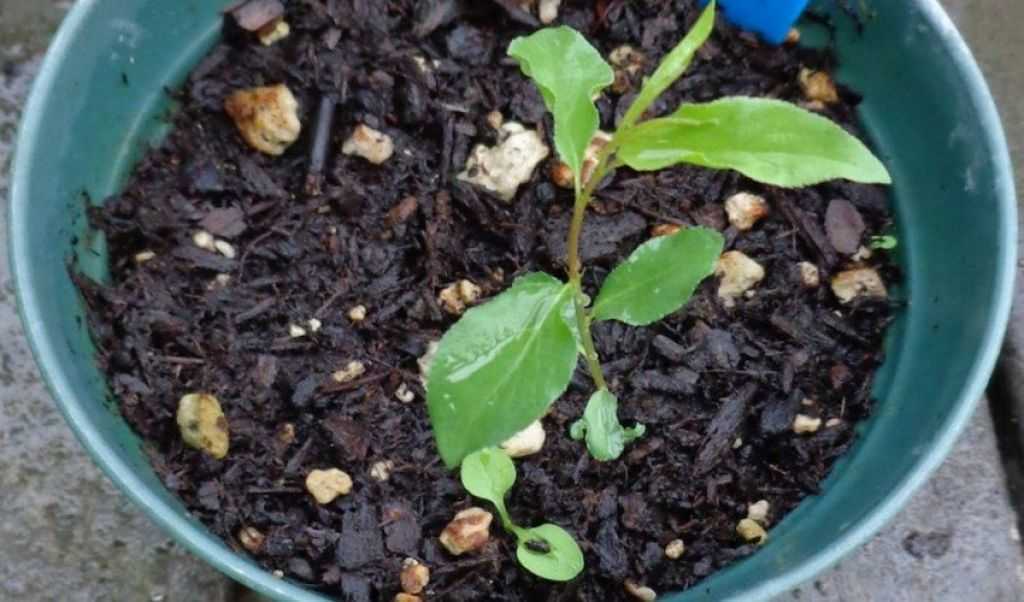 Посадка кизила семенами весной