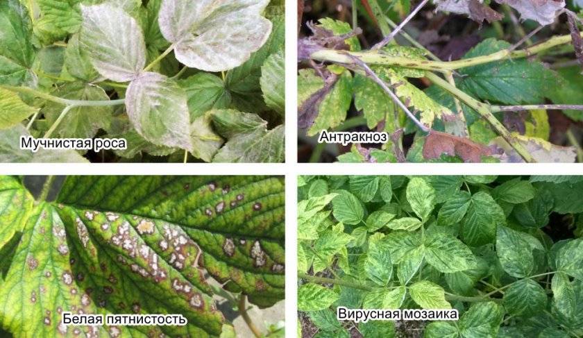 Защита малины от болезней