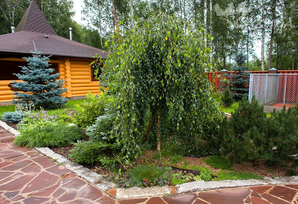 Посадка березы на участке