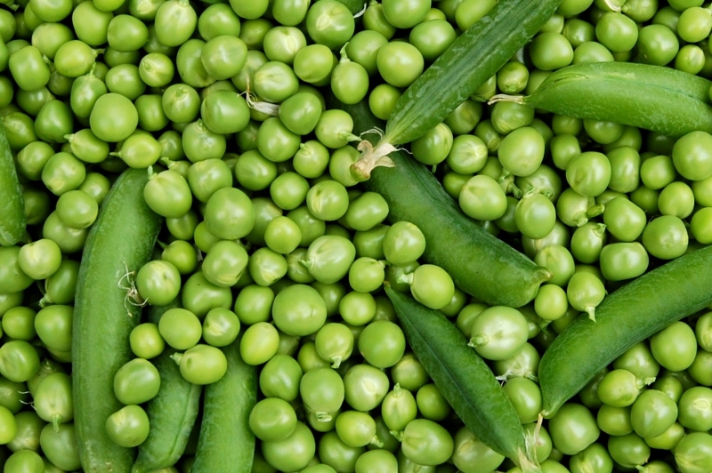 Особенности выращивания гороха