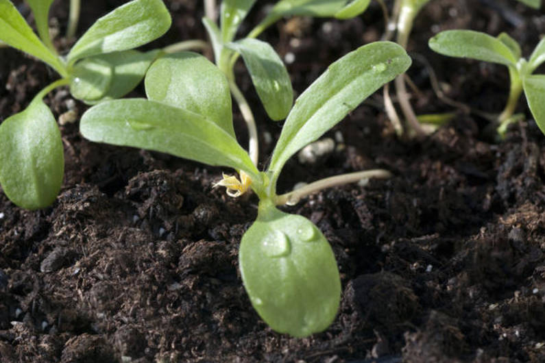 Выращивание однолетних васильков