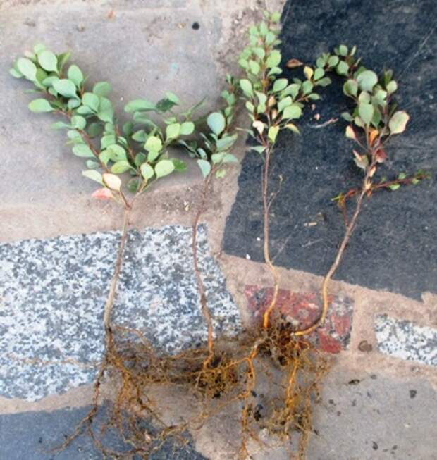 Способы размножения барбариса