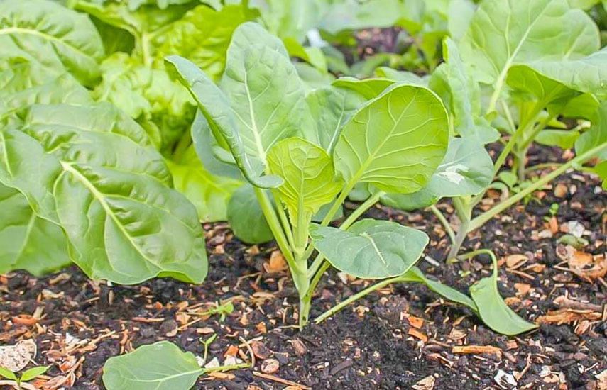 Выращивание и уход за брюссельской капустой