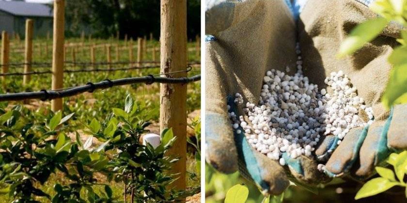 Подкормка голубики весной