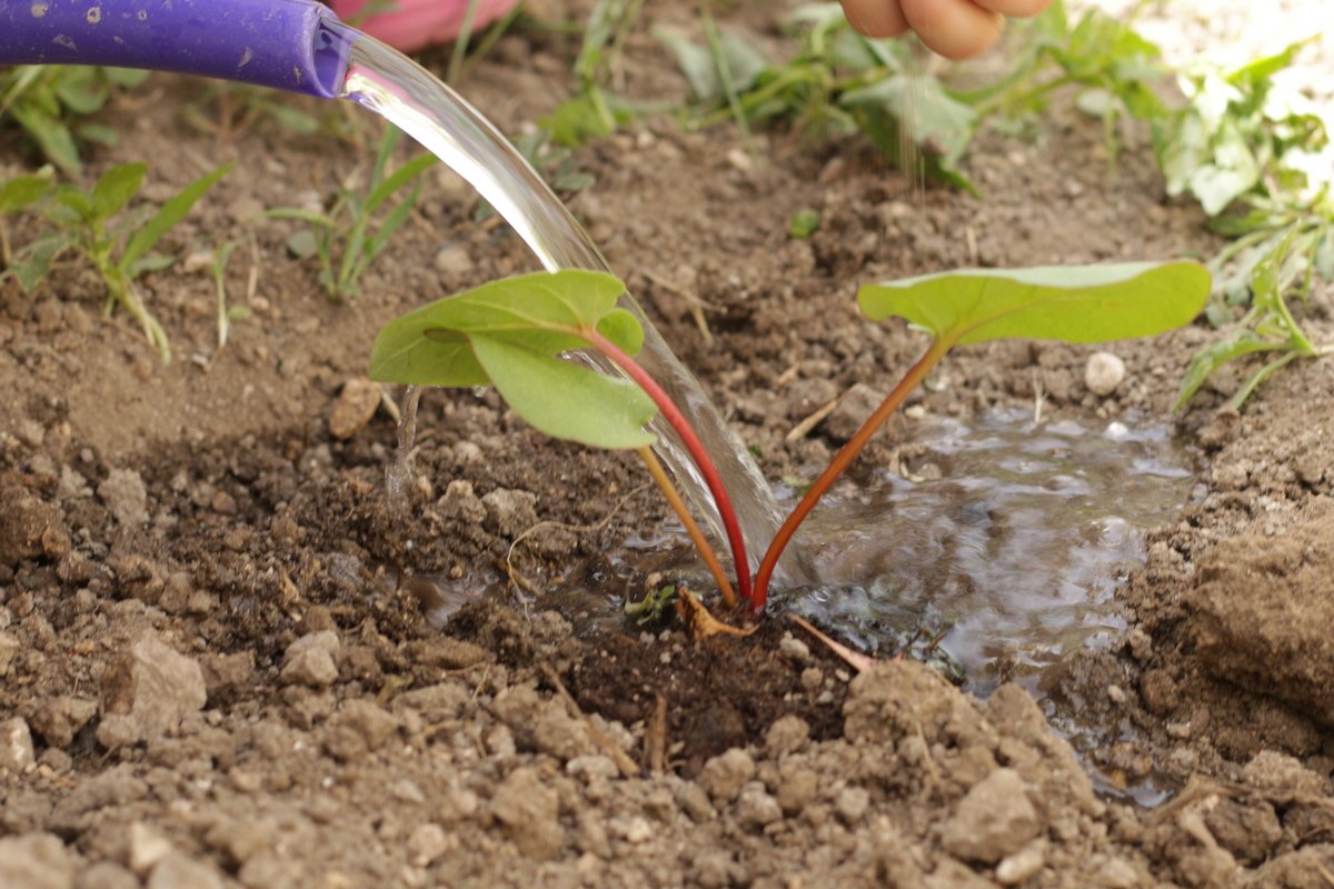 Как сажать ревень?