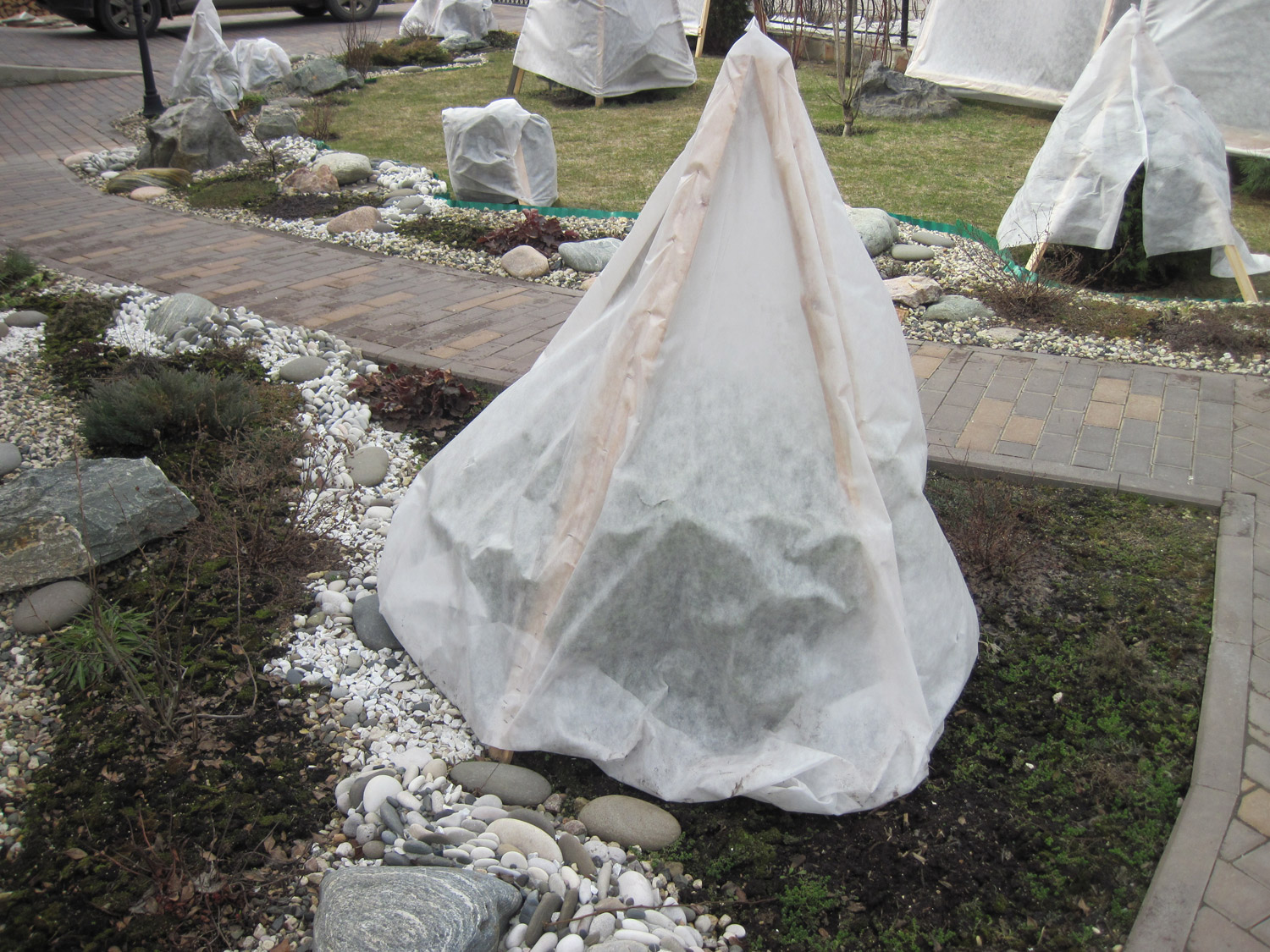 Как укрывать розы на зиму?