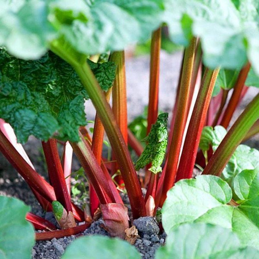 Как сажать ревень?