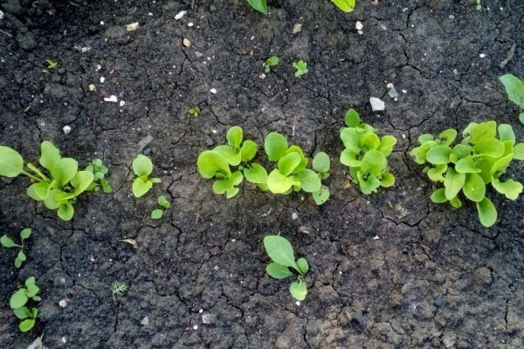 Выращивание и уход за щавелем