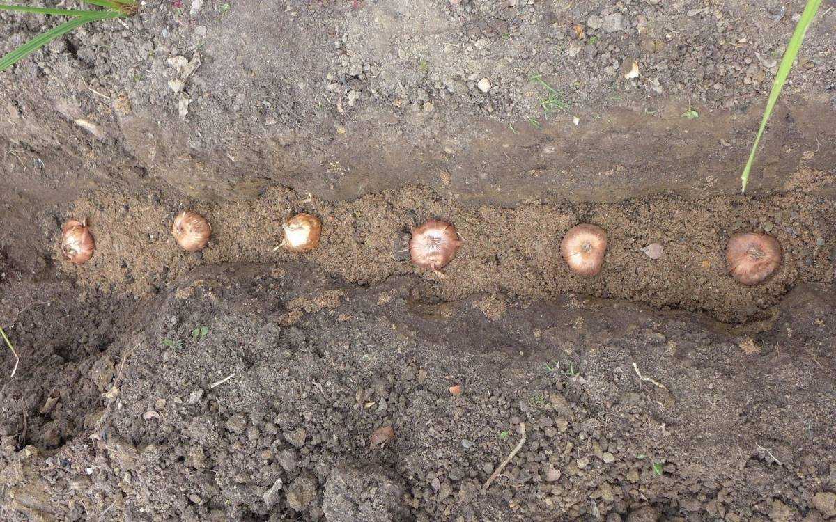 Посадка гладиолусов весной: секреты ухода за красочными цветами