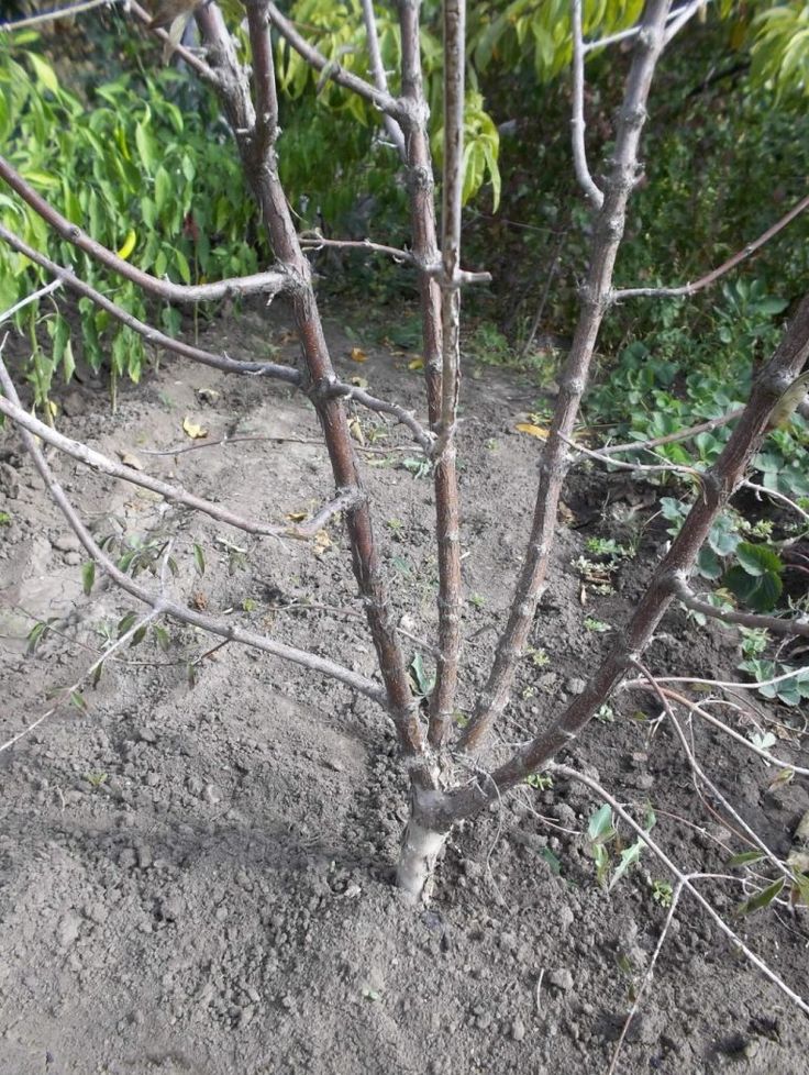 Кизил: выращивание и уход