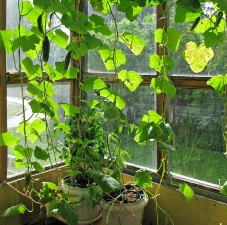 Выращивание огурцов на балконе