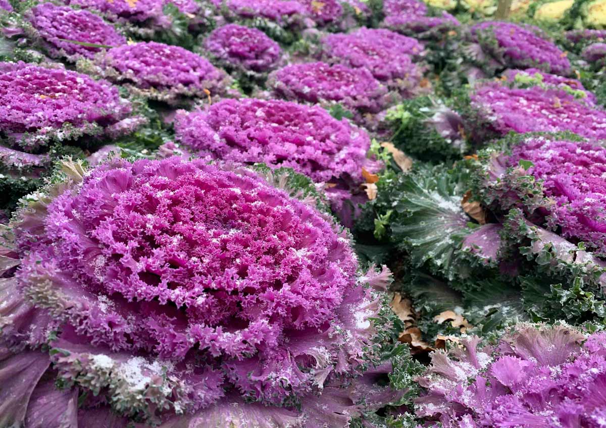 Выращивание декоративной капусты: красота, доступная каждому