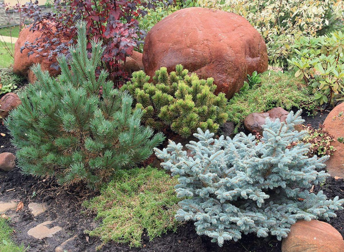 Карликовые хвойные деревья: красивые и практичные растения для вашего сада