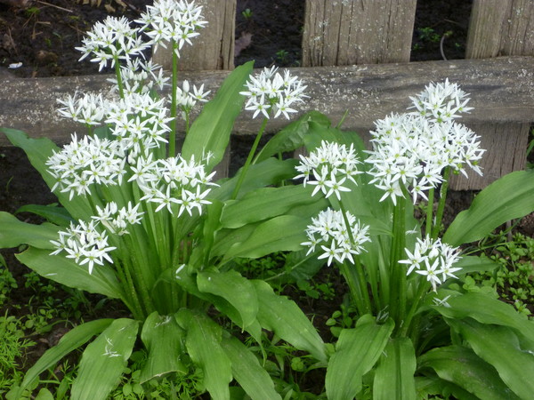 Выращивание черемши из семян